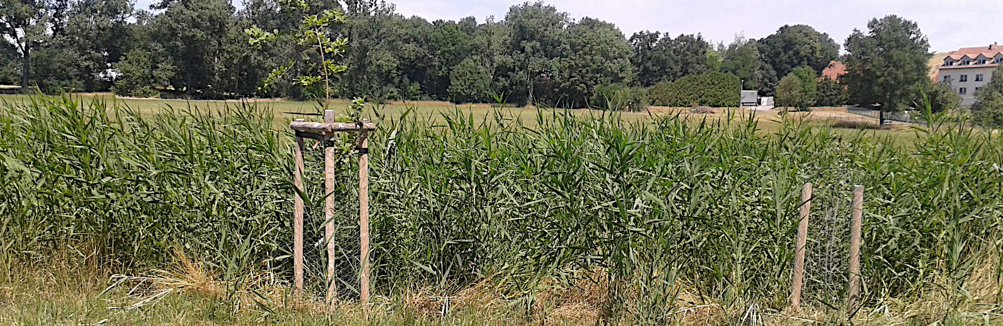 Lossa, Müglenz