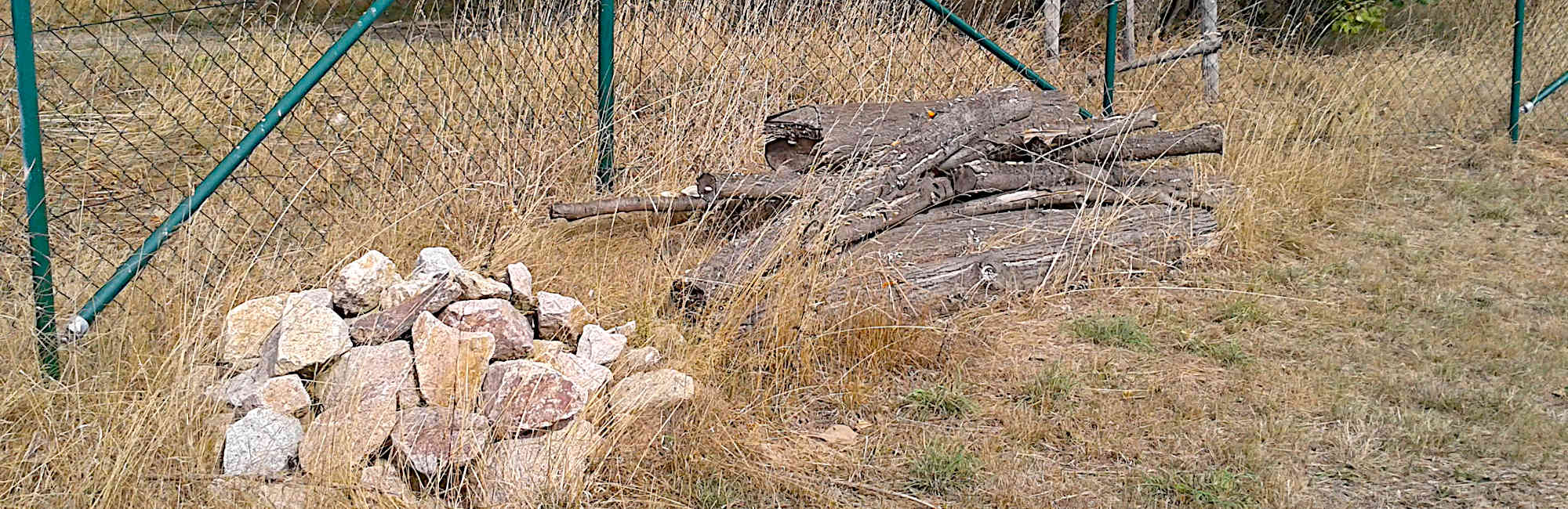 Voigtsgrün, Ersatzhabitat Zauneidechse