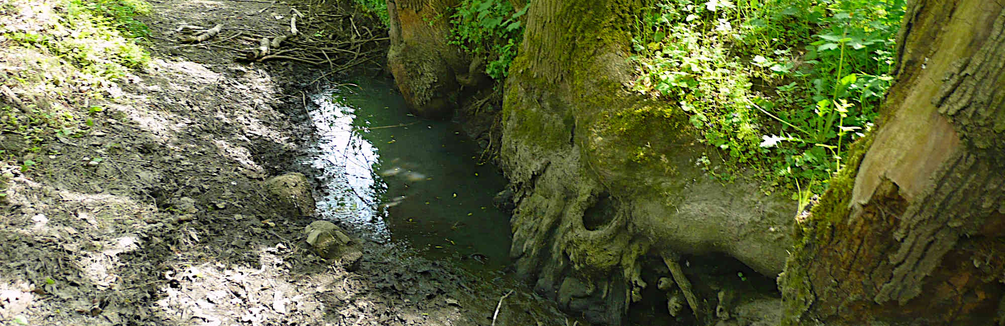 Nördliche Rietzschke