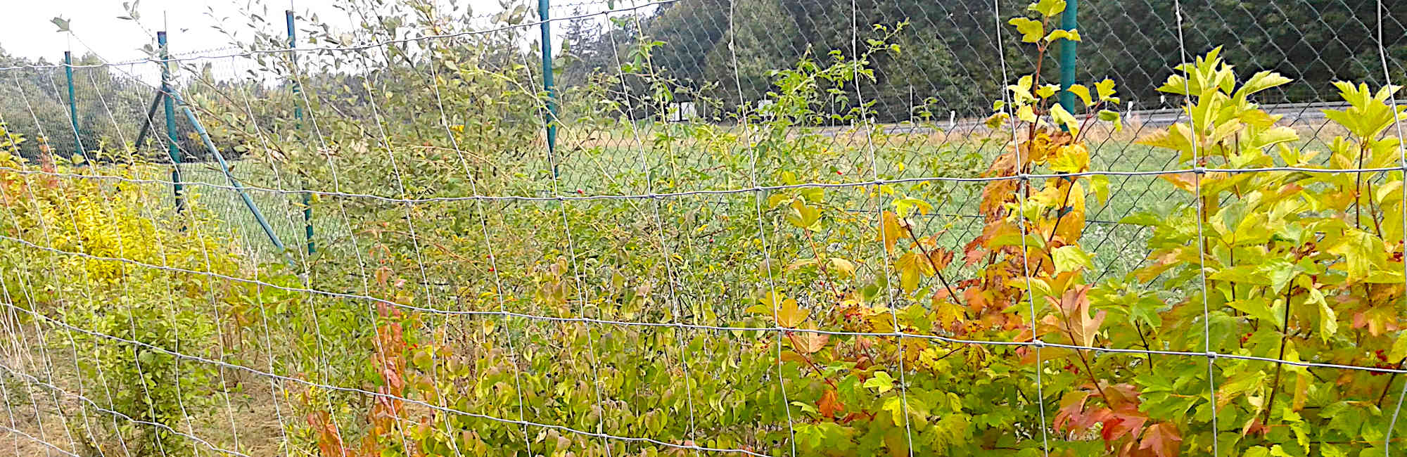 Voigtsgrün, Sichtsschutzhecke zur Autobahnauffahrt