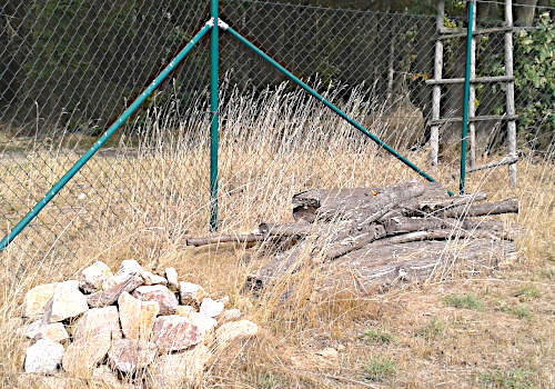 Voigtsgrün, Habitat Zauneidechse