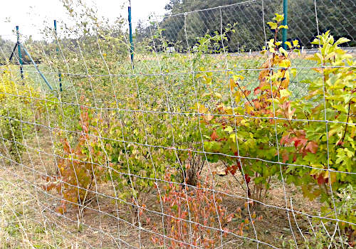 Voigtsgrün, Sichtsschutzhecke zur Autobahnauffahrt