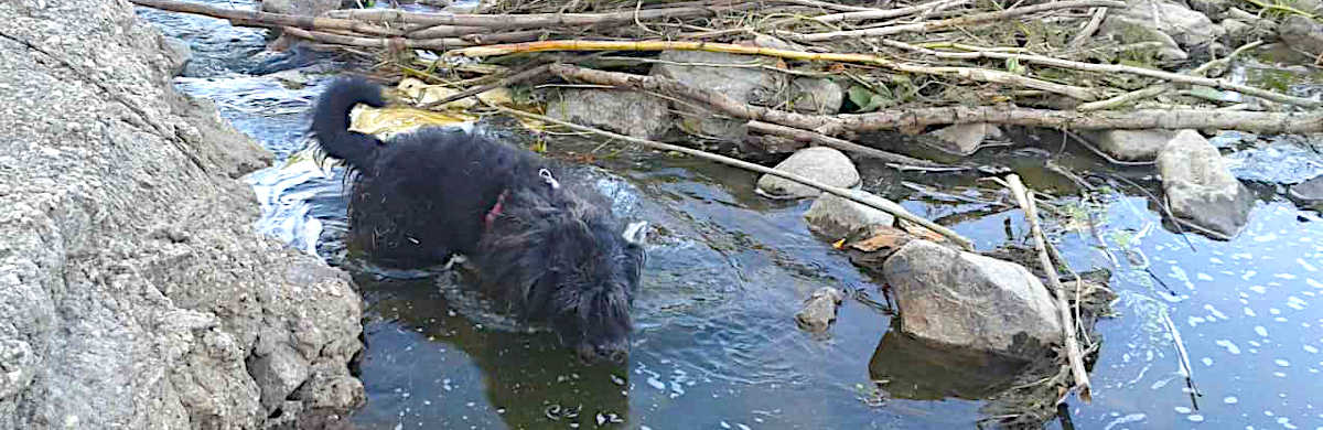 Chiko badet in der Mulde Chiko badet in der Mulde