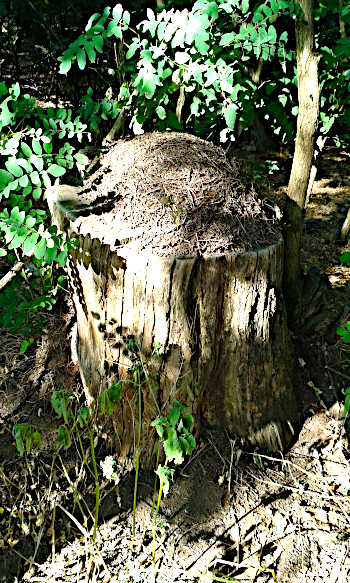 Süptitz, Waldameisenhügel